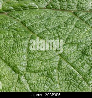 Makro Nahaufnahme Blattdetail der Klette (möglicherweise Arctium minus). Gutes Beispiel für Pflanzenphysiologie, grüne Blattstruktur. Ehemalige Heilpflanze Stockfoto
