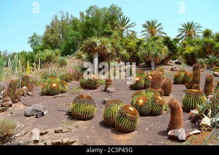 Golden Barrel Cactus lateinischen Namen Echinocactus grusonii Stockfoto