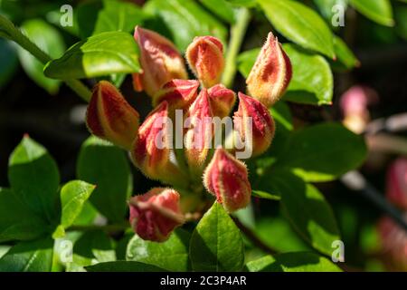 Blütenknospen von Rhododendron Ghent Bouquet de Flore Stockfoto