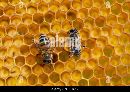 Nahaufnahme von arbeitenden Bienen auf Waben. Imkerei und Honigproduktion Bild Stockfoto