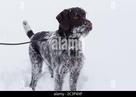 Der süße deutsch drahthaar steht auf einem weißen Schnee im Winterpark. Haustiere. Reinrassige Hunde. Stockfoto