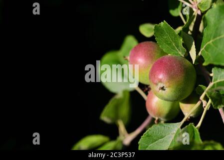 Unreife rote und grüne Äpfel sind auf einem Apfelbaum vor dunklem Hintergrund zu hören Stockfoto