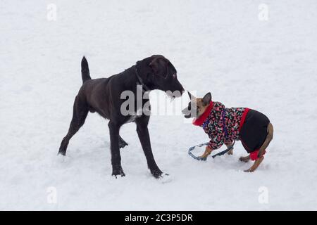 Der süße deutsche Drahthaar und der belgische Schäferhund-Welpe spielt auf einem weißen Schnee im Winterpark. Haustiere. Reinrassige Hunde. Stockfoto