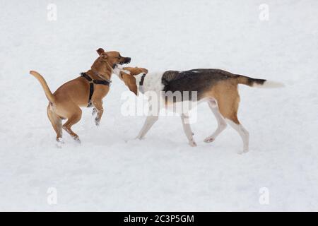 Im Winterpark spielen der russische Hund und der amerikanische staffordshire Terrier Welpe. Haustiere. Reinrassigen Hund. Stockfoto