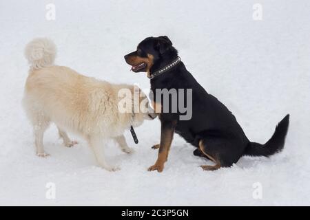 Rottweiler Welpe und Mehrzüchter spielen auf weißem Schnee im Winterpark. Haustiere. Reinrassigen Hund. Stockfoto