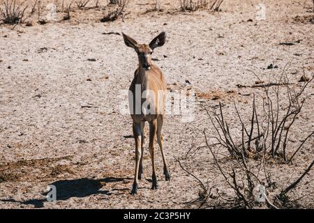 Weibliche Großkudu im Dry Etosha Pan National Park in Olifantsrus, Namibia Stockfoto