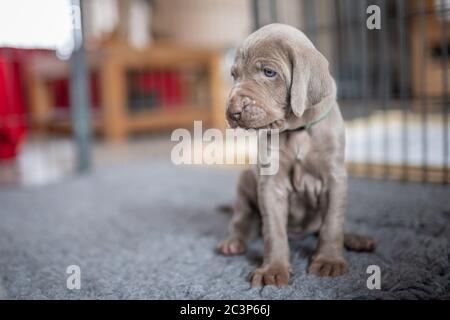 Welpe von Weimaraner Hund sitzt auf grauen Bankette im Haus. Stockfoto