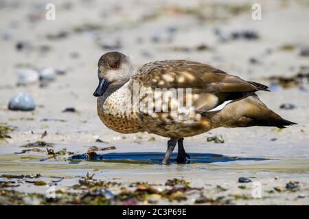 Patagonische Haubenente, Grauente (Lophonetta specularioides specularioides), Carcass Island, West Falkland, Falkland Islands Stockfoto