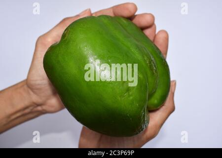 Big Green Capsicum oder Green Bell Pepper Nahaufnahme in der weiblichen Hand. Frisches großes Obst Gemüse aus Indien, Asien Stockfoto