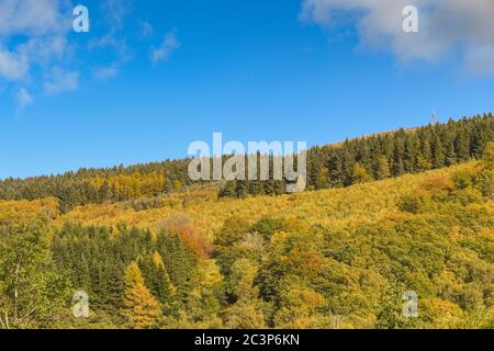 Wald am Berghang in strahlendem Sonnenschein mit gemischten Bäumen, die Herbstfarben zeigen. Keine Personen, Kopierbereich. Stockfoto