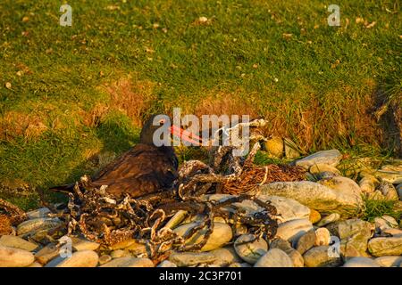 Schwärze Austernfischer (Haematopus ater) brütet Eier auf Nest, Carcass Island, West Falkland, Falkland Islands Stockfoto