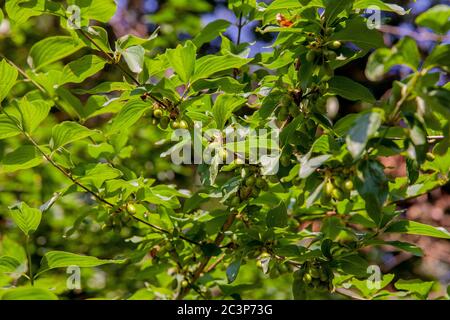 Cornus Mas. Grüner Dogwood auf den Zweigen eines Busches. Stockfoto