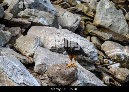 Gestreifte Karakara (Phalcoboenus australis), die einen Pinguin-Fötus frisst, West Point Island, West Falkland, Falkland Islands Stockfoto