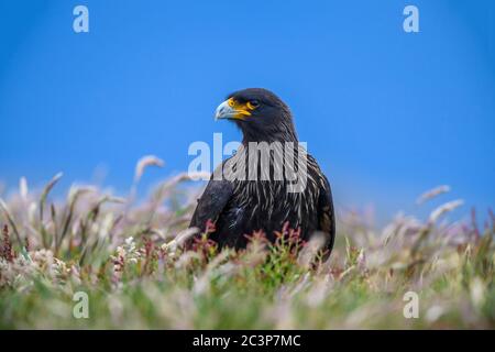 Gestreifte Karakara (Phalcoboenus australis), Seelöweninsel, Ostfalkland, Falklandinseln Stockfoto