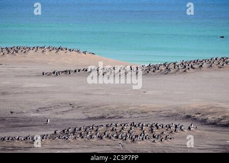 Gentoo Pinguin (Psygoscelis papua), Brutkolonien, Saunders Island, West Falkland, Falkland Islands Stockfoto