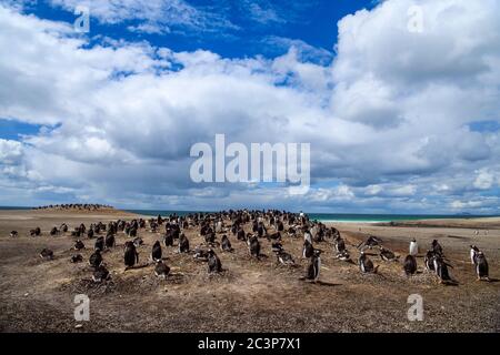 Gentoo Pinguin (Psygoscelis papua), Brutkolonien, Saunders Island, West Falkland, Falkland Islands Stockfoto