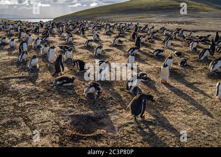 Gentoo Pinguin (Psygoscelis papua), Brutkolonien, Saunders Island, West Falkland, Falkland Islands Stockfoto