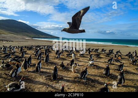 Gentoo Pinguin (Psygoscelis papua), Brutkolonien, Saunders Island, West Falkland, Falkland Islands Stockfoto