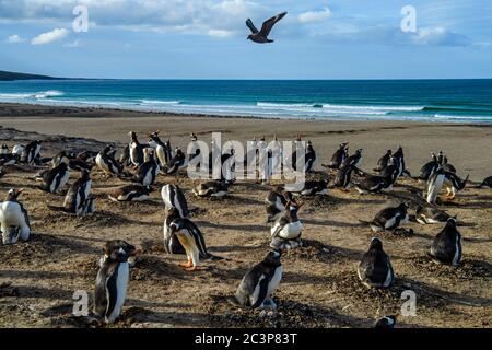 Gentoo Pinguin (Psygoscelis papua), Brutkolonien, Saunders Island, West Falkland, Falkland Islands Stockfoto