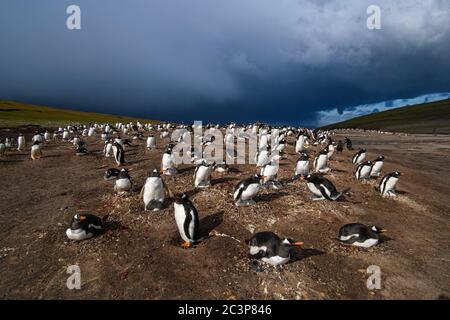 Gentoo Pinguin (Psygoscelis papua), Saunders Island, West Falkland, Falkland Islands Stockfoto