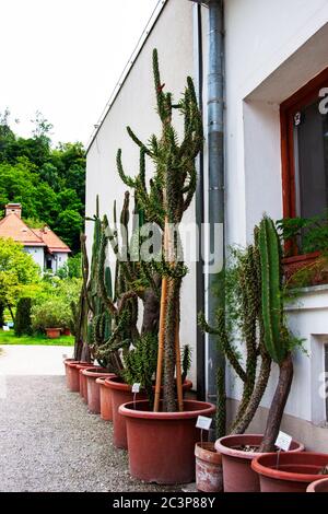 Kaktussammlung im botanischen Garten Stockfoto