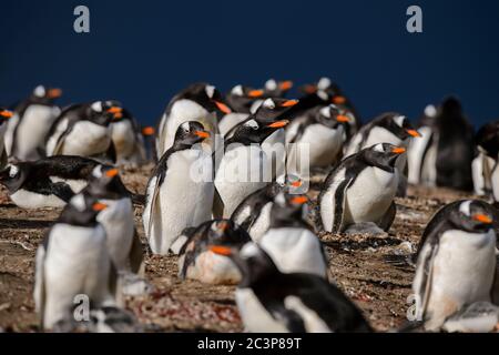 Gentoo Pinguin (Psygoscelis papua), Saunders Island, West Falkland, Falkland Islands Stockfoto