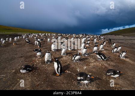 Gentoo Pinguin (Psygoscelis papua), Saunders Island, West Falkland, Falkland Islands Stockfoto