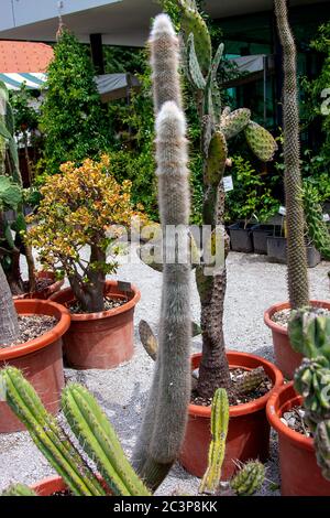 Kaktussammlung im botanischen Garten Stockfoto