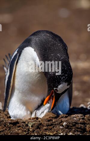 Gentoo Pinguin (Psygoscelis papua), Elternvogel und Küken, Volunteer Point, East Falkland, Falkland Islands Stockfoto