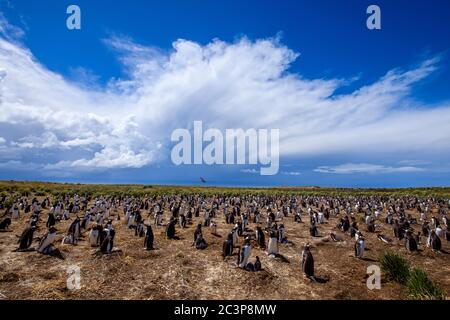 Gentoo Pinguin (Psygoscelis papua), Sea Lion Island, East Falkland, Falkland Islands Stockfoto