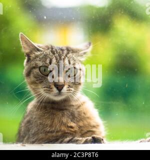 Straßenkatze sieht überrascht aus im Fenster das Haus. Stockfoto