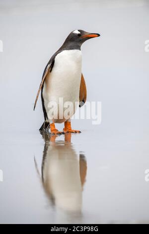 Gentoo Pinguin (Psygoscelis papua), Saunders Island, West Falkland, Falkland Islands Stockfoto