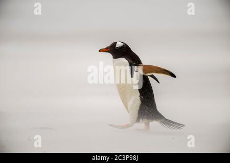 Gentoo Pinguin (Psygoscelis papua), Saunders Island, West Falkland, Falkland Islands Stockfoto