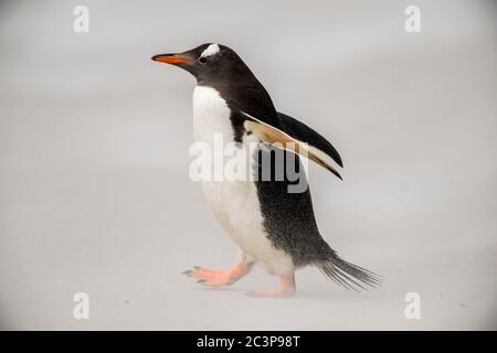 Gentoo Pinguin (Psygoscelis papua), Saunders Island, West Falkland, Falkland Islands Stockfoto