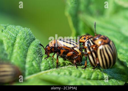 Colorado Kartoffelkäfer frisst Kartoffelblätter. Landwirtschaftliche Insekten Schädlinge. Stockfoto