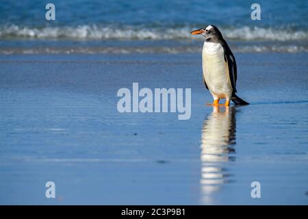 Gentoo Pinguin (Psygoscelis papua), Saunders Island, West Falkland, Falkland Islands Stockfoto