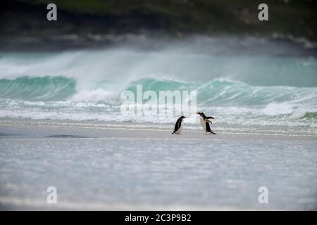 Gentoo Pinguin (Psygoscelis papua), Saunders Island, West Falkland, Falkland Islands Stockfoto