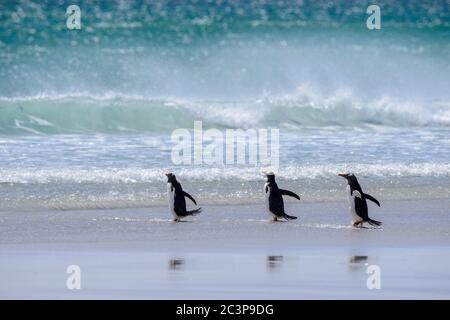 Gentoo Pinguin (Psygoscelis papua), Saunders Island, West Falkland, Falkland Islands Stockfoto