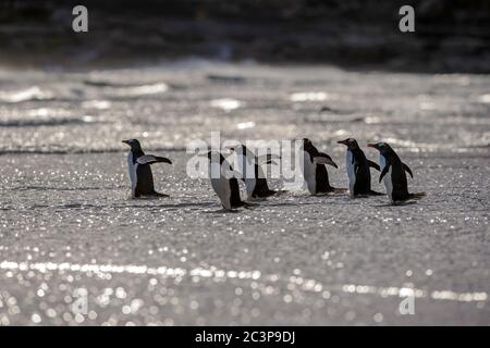 Gentoo Pinguin (Psygoscelis papua), Saunders Island, West Falkland, Falkland Islands Stockfoto