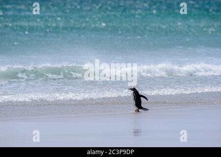 Gentoo Pinguin (Psygoscelis papua), Saunders Island, West Falkland, Falkland Islands Stockfoto