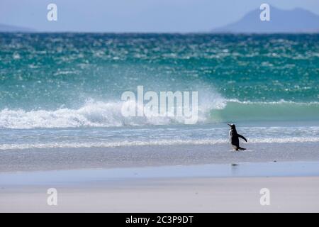 Gentoo Pinguin (Psygoscelis papua), Saunders Island, West Falkland, Falkland Islands Stockfoto