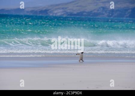 Gentoo Pinguin (Psygoscelis papua), Saunders Island, West Falkland, Falkland Islands Stockfoto