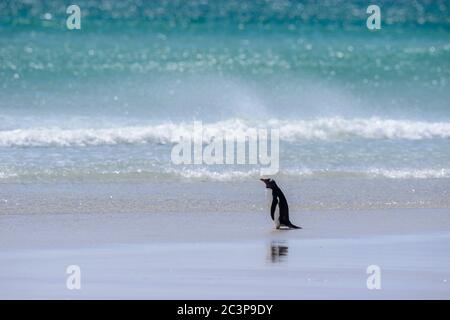 Gentoo Pinguin (Psygoscelis papua), Saunders Island, West Falkland, Falkland Islands Stockfoto