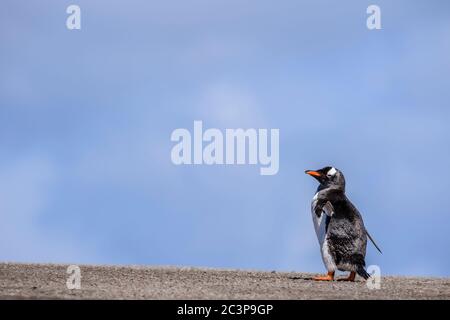 Gentoo Pinguin (Psygoscelis papua), Saunders Island, West Falkland, Falkland Islands Stockfoto