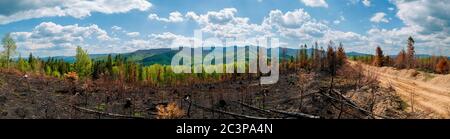 Fichtenwald und Bäume nach dem Feuer, Panorama. Frühling in den Bergen. Umweltkatastrophe Stockfoto