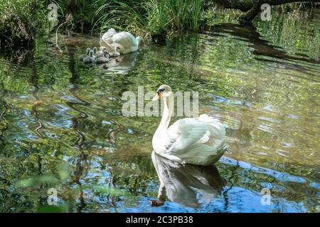 Eine Schwanenfamilie mit sieben Cygnets, die auf einem Fluss schwimmen und Reflexionen auf der Wasseroberfläche haben Stockfoto