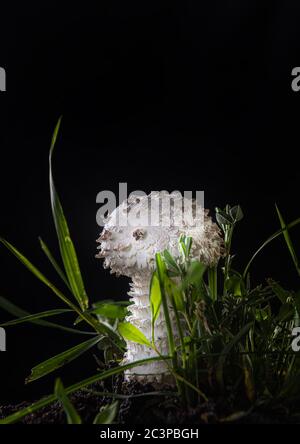 Nahaufnahme des schönen weißen jungen Amanita Pilzes auf schwarzem Hintergrund. Es ist eine seltene Sorte von amanita, genannt vittadinnii. Als essbar in betrachtet Stockfoto