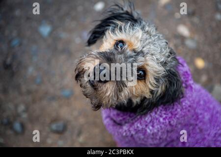 Nahaufnahme eines niedlichen Yorkipoo, der auf dem Boden steht Stockfoto