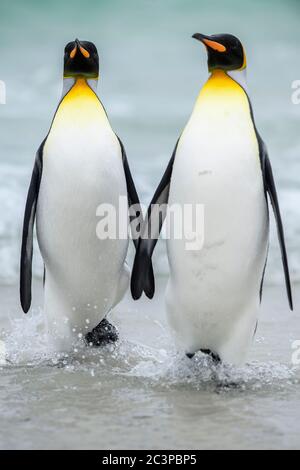 Königspinguin (Aptenodytes patagonicus), Saunders Island, West Falkland, Falkland Islands Stockfoto