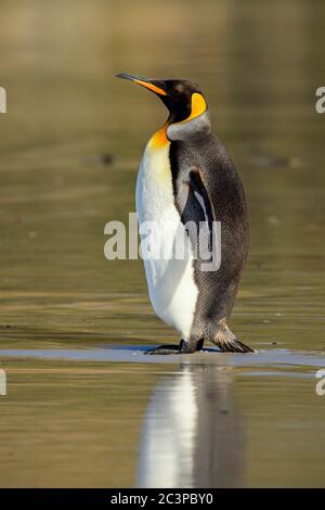 Königspinguin (Aptenodytes patagonicus), Saunders Island, West Falkland, Falkland Islands Stockfoto